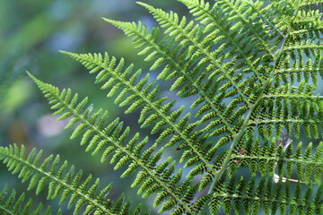 A sprig of green fern with brown spores