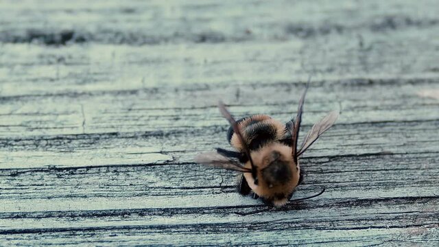 dead bee falling to ground