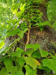 frog in the forest