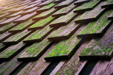 A wooden roof filled with moss