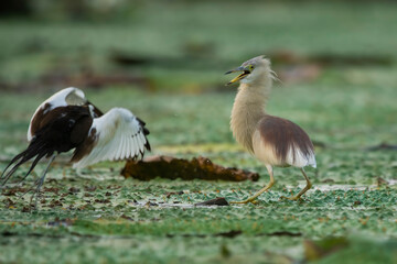 Pheasant tailed jacana fighting with pond heron  over territory