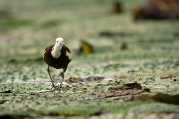 Pheasant tailed jacana on floating leafs