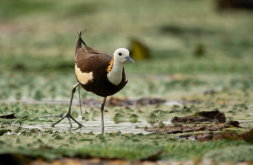 Pheasant tailed jacana on floating leafs
