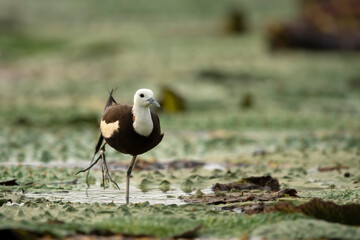 Pheasant tailed jacana on floating leafs