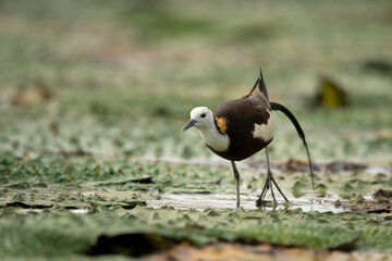 Pheasant tailed jacana on floating leafs