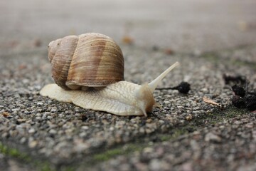 snail on the road