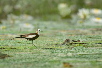 Pheasant tailed jacana with yound birds feeding on Floating leafs 