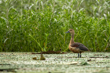 Lesser whistling duck on Floating leaf 