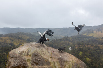 big andean condor fighting for food with vultures