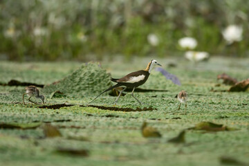 Pheasant tailed jacana with yound birds feeding on Floating leafs 
