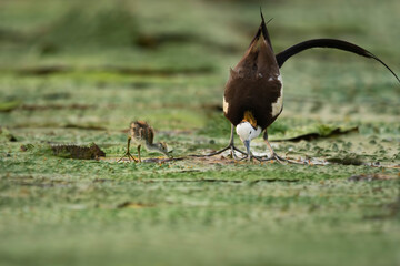 Pheasant tailed jacana with yound birds feeding on Floating leafs 