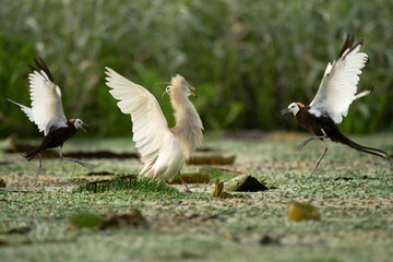 Pheasant tailed jacana fighting with pond heron  over territory
