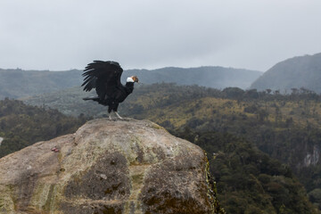 endangered andean condor stepped in a rock
