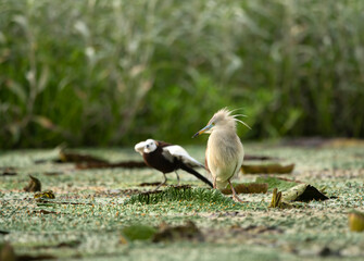 Pheasant tailed jacana fighting with pond heron  over territory