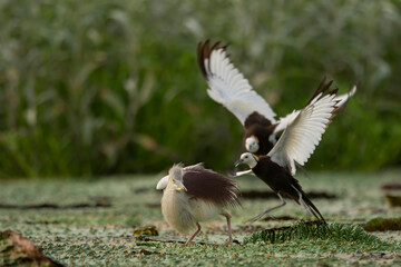 Pheasant tailed jacana fighting with pond heron  over territory