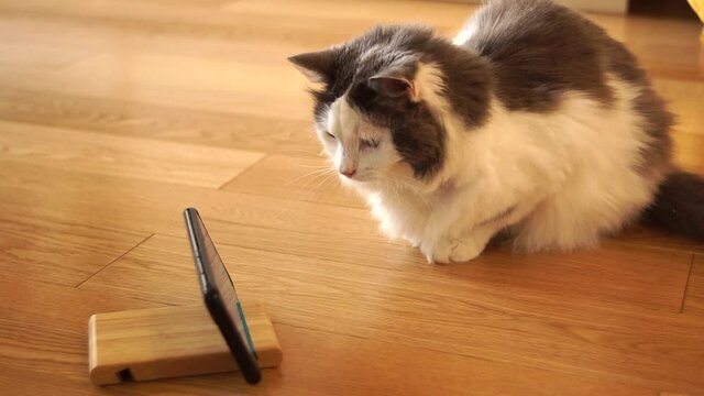 The cat is playing gadjet. Games for cats on a tablet or phone