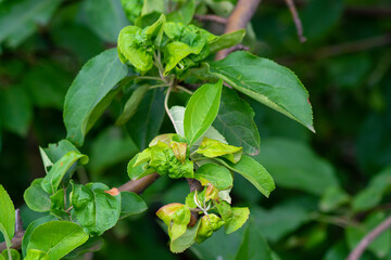 Apple leaf disease in the garden