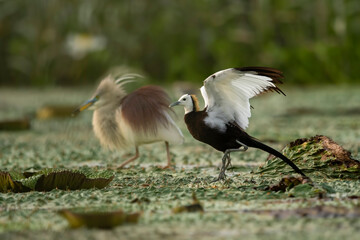 Pheasant tailed jacana fighting with pond heron  over territory