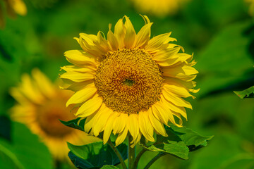 Beautiful sunflower on a field on a summer sunny day