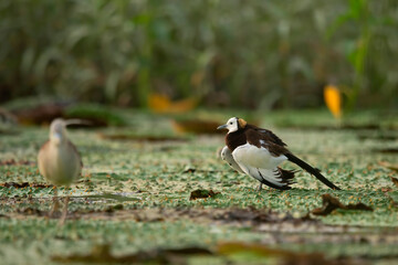 Pheasant tailed jacana fighting with pond heron over territory 