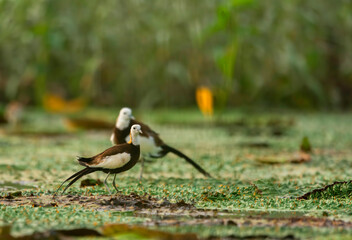 Queen of wetland bird Pheasant tailed jacana 