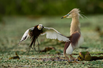 Pheasant tailed jacana fighting with pond heron over territory 