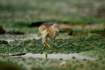 Indian Pond heron fishing