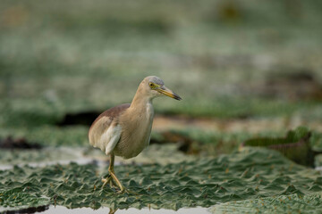 Indian Pond heron fishing