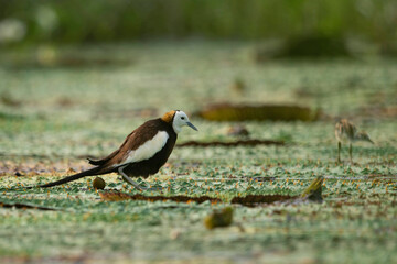 Pheasant tailed jacana laying eggs on floating leafs