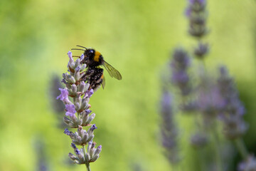 flower lavender with worker bee
