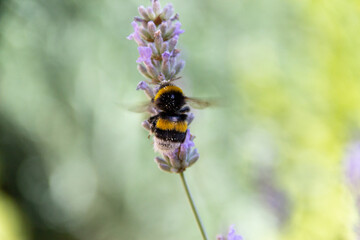 bee on a flower lavender garden