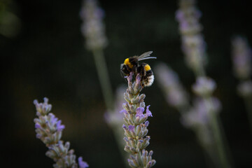 bee on a flower lavender