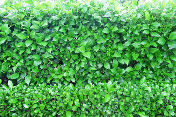 Fototapeta na wymiar Chaba leaf tree fence wall , green plant nature background