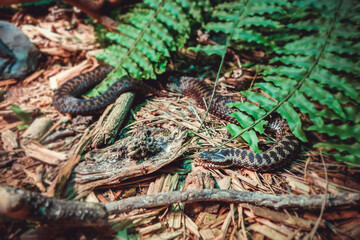 Fototapeta premium Asp viper in forest