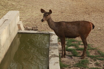 Cute Deer Standing at water 
