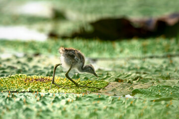 Pheasant tailed jacana Chick on floating leafs 