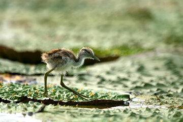 Pheasant tailed jacana Chick on floating leafs 