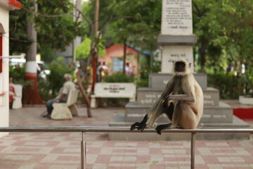 Indian Monkey Sitting on the Metal Rode 