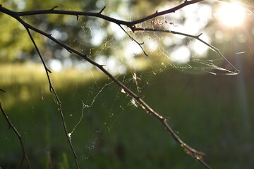 beautiful sunset in the summer forest