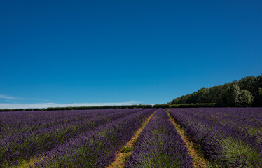 Plakat Lavender fields at Snowshill, Cotswolds Gloucestershire England UK
