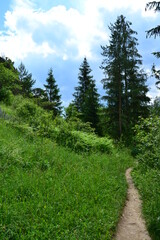 Fototapeta na wymiar Path leading to Nature reserve of the Bialka River Gorge, Podhale, Poland. Białka mountain river running through southern Poland, a tributary of the Dunajec River