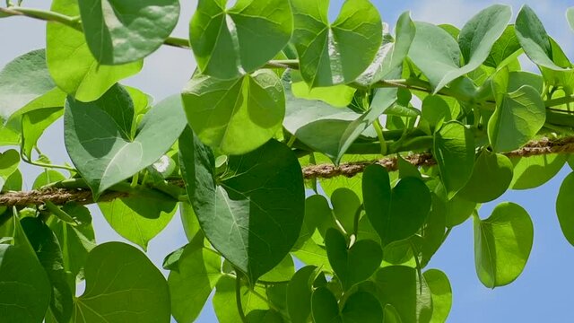 Giloy Amrita Gudbell Tinospora cordifolia  Herbal Medicine  heart-leaved moonseed, guduchi