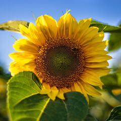Yellow sunflowers at sunset time