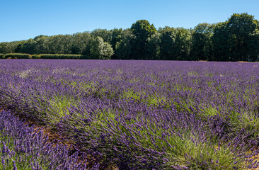 Plakat Lavender fields at Snowshill, Cotswolds Gloucestershire England UK
