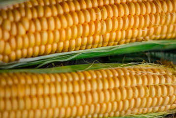 Young corn cobs very large, grain pattern, food texture
