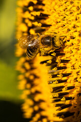A bee bathed in sunflower pollen
