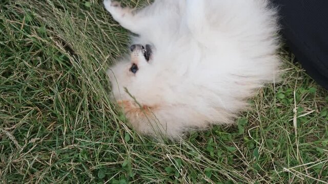 Close up of an adorable spitz dog that is caressed by his owner during the walking in the park.
