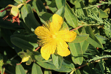 blooming plant in a park in touraine (france)