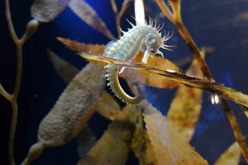 Beautiful and gentle seahorse in a natural environment
