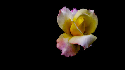 Pin yellow rose on black